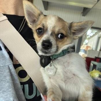 Brooks -  Pomeranian and Chihuahua Dog for Adoption in Tulsa, Oklahoma - Brooks | PetCurious