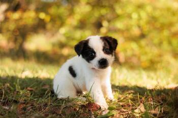 Rescue Australian Shepherd and Mixed Breed Dogs for Adoption in Gradyville, Kentucky - Narcisse | PetCurious