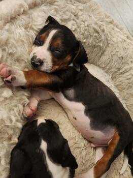 Copper -  Treeing Walker Coonhound Dog for Adoption in Randolph, Vermont - Copper | PetCurious