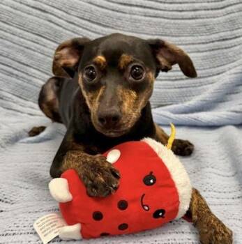 Ulna -  Miniature Pinscher and Mixed Breed Dog for Adoption in Mason, Michigan - Ulna | PetCurious