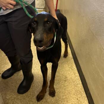 Gerard -  Doberman Pinscher Dog for Adoption in Birmingham, Alabama - Gerard | PetCurious