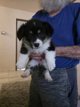 Baby boy  -  Pembroke Welsh Corgi and Corgi and Corrgi Puppies Dog for Sale in Red Bluff, California - Baby Boy  | PetCurious