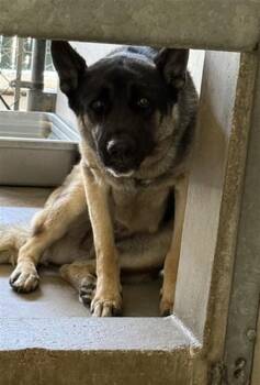 AGITHA -  German Shepherd Dog Dog for Adoption in San Bernardino, California - AGITHA | PetCurious