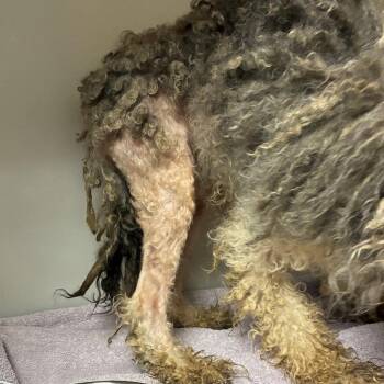Curly -  Australian Shepherd Dog for Adoption in Harrisonburg, Virginia - Curly | PetCurious