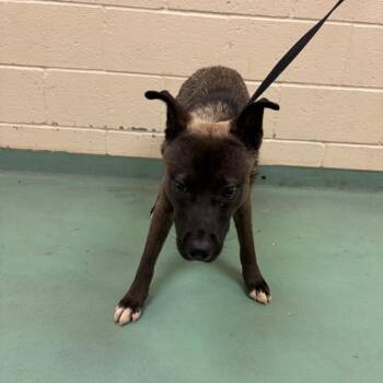 Mixed Breed Dogs Available for Adoption in Memphis, Tennessee - Oscar | PetCurious