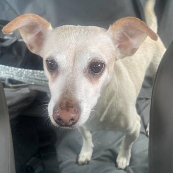 Rescue Chihuahua Dogs for Adoption in Torrance, California - Dobby | PetCurious