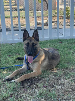 Rescue Pumi Dogs for Adoption in Stockton, California - Cersie | PetCurious