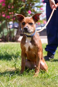 Quincy -  Shepherd Dog for Adoption in Stillwater, Oklahoma - Quincy | PetCurious