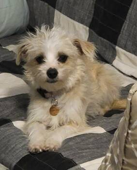 Terrier Dogs Available for Adoption in Van Alstyne, Texas - Goldie | PetCurious