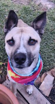 German Shepherd Dog Dogs Available for Adoption - Valero | PetCurious