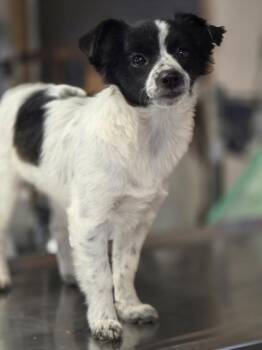 Trish -  Terrier and Mixed Breed Dog for Adoption in Morristown, New Jersey - Trish | PetCurious