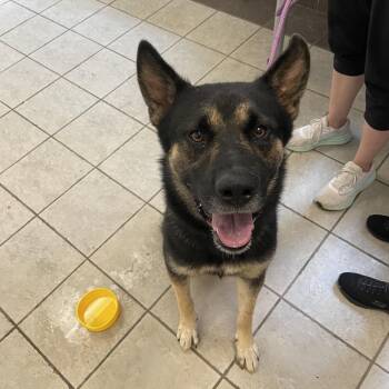 Berkley 7520 -  Mixed Breed Dog for Adoption in Hamilton, Georgia - Berkley 7520 | PetCurious