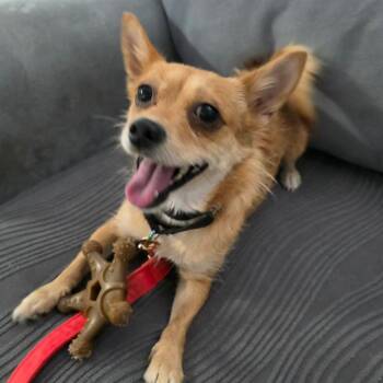 Wirehaired Terrier Dogs Available for Adoption - Pixie Dust SMG | PetCurious