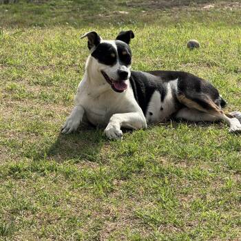 Border Collie Dogs Available for Adoption - #141.26 | PetCurious