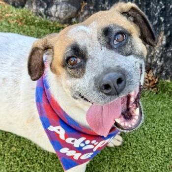 Maggie -  Catahoula Leopard Dog and Mixed Breed Dog for Adoption in Largo, Florida - Maggie | PetCurious