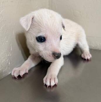 Rescue Australian Shepherd Dogs for Adoption in Flagstaff, Arizona - Gusto | PetCurious