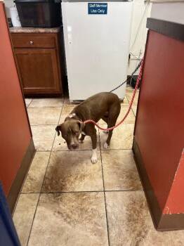 Miss Rachel -  Mixed Breed Dog for Adoption in Cincinnati, Ohio - Miss Rachel | PetCurious
