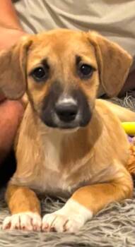 Amelia -  Shepherd Dog for Adoption in Riverdale, New Jersey - Amelia | PetCurious