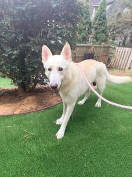 Lasso-adopted! -  Mixed Breed Dog for Adoption in Atlanta, Georgia - Lasso-adopted! | PetCurious
