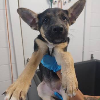 Cinder -  Shepherd and Husky Dog for Adoption in Hattiesburg, Mississippi - Cinder | PetCurious