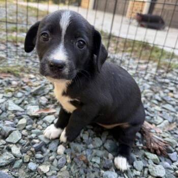 Puppy 1 -  Chihuahua Dog for Adoption in Sanford, North Carolina - Puppy 1 | PetCurious