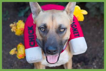 Belgian Shepherd Malinois and Labrador Retriever Dogs Available for Adoption - Duke | PetCurious