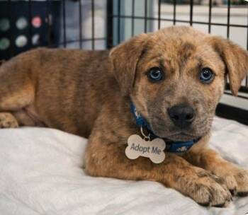 Shepherd and Catahoula Leopard Dog Dogs Available for Adoption in El Dorado, Arkansas - Chava | PetCurious