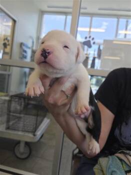 Pit Bull Terrier Dogs Available for Adoption in San Antonio, Texas - CASE | PetCurious