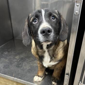 Hound Dogs Available for Adoption - Harry | PetCurious