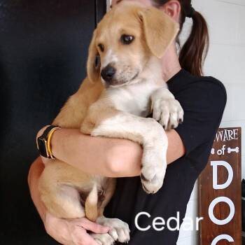CT Cedar -  Anatolian Shepherd and Mixed Breed Dog for Adoption in Stormville, New York - CT Cedar | PetCurious