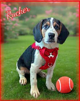 Rucker -  Beagle and Basset Hound Dog for Adoption in Grove, Oklahoma - Rucker | PetCurious
