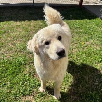 Mixed Breed Dogs Available for Adoption in Bentonville, Arkansas - Oak | PetCurious