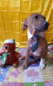 Rescue Yellow Labrador Retriever Dogs for Adoption - Eddie | PetCurious