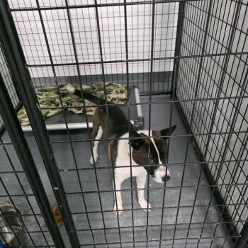 Border Collie Dogs Available for Adoption in St. Louis, Missouri - Submarine | PetCurious