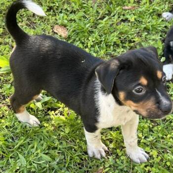 Mixed Breed Dogs Available for Adoption - Shrek | PetCurious