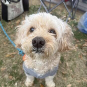 Maltipoo Dogs Available for Adoption - Hudson | PetCurious
