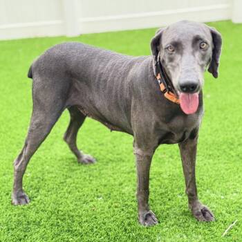 Cirrus -  Weimaraner Dog for Adoption in Lakewood Ranch, Florida - Cirrus | PetCurious