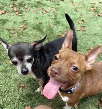 Rescue Chiweenie Dogs for Adoption in Dallas, Texas - Little Vinny | PetCurious