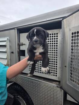 Mixed Breed Dogs Available for Adoption in Rockport, Texas - Virginia | PetCurious