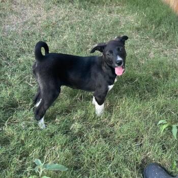 Mixed Breed Dogs Available for Adoption in Austin, Texas - Chimchar | PetCurious