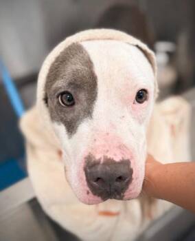 Miles major -  Pit Bull Terrier and Mixed Breed Dog for Adoption in Atlanta, Georgia - Miles Major | PetCurious