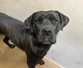 SPROUTS -  Cane Corso and Pit Bull Terrier Dog for Adoption in Martinez, California - SPROUTS | PetCurious