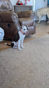 Sunny (Hennessy) -  American Staffordshire Terrier and Terrier Dog for Adoption in Parker, Colorado - Sunny (Hennessy) | PetCurious