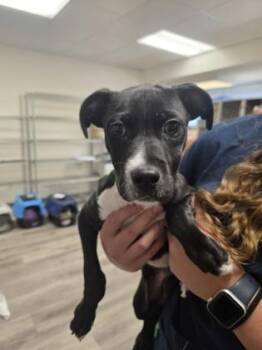 Bee -  Mixed Breed Dog for Adoption in Beatrice, Nebraska - Bee | PetCurious