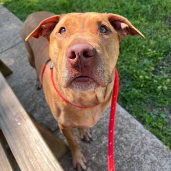 Mixed Breed Dogs Available for Adoption - Leo | PetCurious