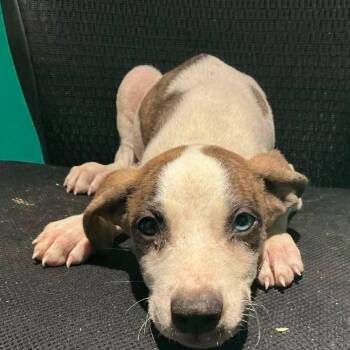 Lyra -  Hound Dog for Adoption in Minneapolis, Minnesota - Lyra | PetCurious