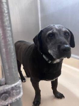 Shelby -  Beagle and Mixed Breed Dog for Adoption in Burgaw, North Carolina - Shelby | PetCurious