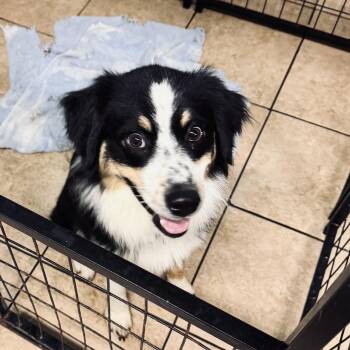 Maggie -  Australian Shepherd Dog for Adoption - Maggie | PetCurious