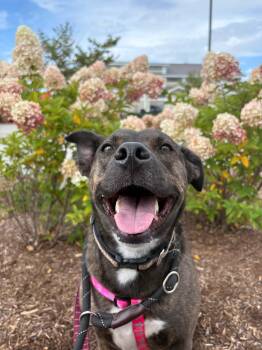 Rescue Mixed Breed Dogs for Adoption in New Boston, New Hampshire - Dixie | PetCurious