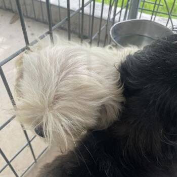 Barry -  Shih Tzu Dog for Adoption in Madison, Wisconsin - Barry | PetCurious
